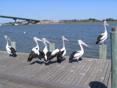 mr percival coorong famous proud ponder